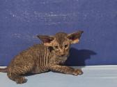 Peterbald veislės kačiukai - nuotraukos Nr. 3