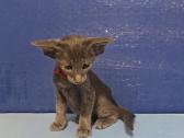 Peterbald veislės kačiukai - nuotraukos Nr. 5