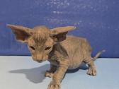 Peterbald veislės kačiukai - nuotraukos Nr. 6