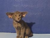 Peterbald veislės kačiukai - nuotraukos Nr. 7