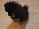 Vokiėčiu nykštukiniai špicai mini pomeranian - nuotraukos Nr. 4