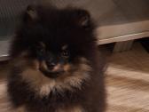 Vokiėčiu nykštukiniai špicai mini pomeranian - nuotraukos Nr. 3