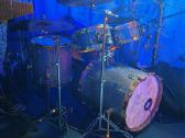 Animal Custom Maple - nuotraukos Nr. 10