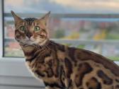 Dovanojamas kilmingas bengalas - nuotraukos Nr. 3