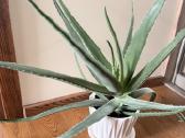 Vaistinis Aloe Vera - nuotraukos Nr. 2