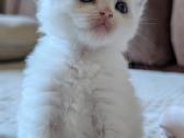Kilmingi Ragdoll veislės kačiukai - nuotraukos Nr. 8