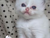 Kilmingi Ragdoll veislės kačiukai - nuotraukos Nr. 10