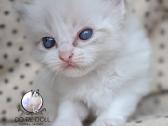 Kilmingi Ragdoll veislės kačiukai - nuotraukos Nr. 11