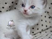 Kilmingi Ragdoll veislės kačiukai - nuotraukos Nr. 12