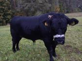 Parduodu X mėsini jautuką - nuotraukos Nr. 3