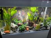 Akvariumas - nuotraukos Nr. 2