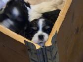 Amerikiečių koker spaniel - nuotraukos Nr. 2