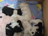 Amerikiečių koker spaniel - nuotraukos Nr. 3