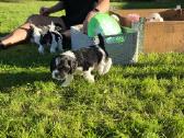 Amerikiečių koker spaniel - nuotraukos Nr. 4