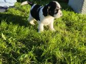 Amerikiečių koker spaniel - nuotraukos Nr. 5