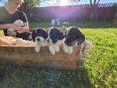 Amerikiečių koker spaniel - nuotraukos Nr. 8