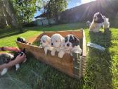 Amerikiečių koker spaniel - nuotraukos Nr. 9