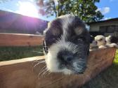 Amerikiečių koker spaniel - nuotraukos Nr. 10