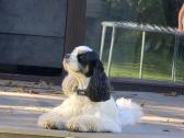 Amerikiečių koker spaniel - nuotraukos Nr. 11