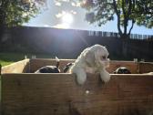 Amerikiečių koker spaniel - nuotraukos Nr. 12
