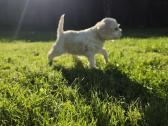 Amerikiečių koker spaniel - nuotraukos Nr. 13