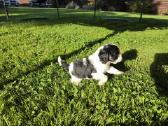 Amerikiečių koker spaniel - nuotraukos Nr. 14