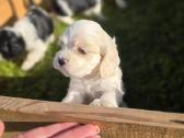 Amerikiečių koker spaniel - nuotraukos Nr. 15