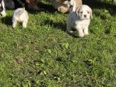 Amerikiečių koker spaniel - nuotraukos Nr. 16