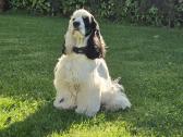 Amerikiečių koker spaniel - nuotraukos Nr. 17