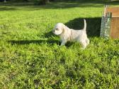 Amerikiečių koker spaniel - nuotraukos Nr. 18