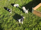 Amerikiečių koker spaniel - nuotraukos Nr. 19