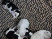 Amerikiečių koker spaniel - nuotraukos Nr. 20