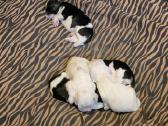 Amerikiečių koker spaniel - nuotraukos Nr. 21