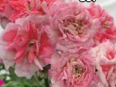 Bengalai. Pelargonija. Bengalai - nuotraukos Nr. 36