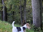Foksterjerai, šiurkščiaplaukiai foksterjerai - nuotraukos Nr. 5