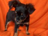 Ilgaplaukius toy terrier - nuotraukos Nr. 2