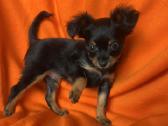 Ilgaplaukius toy terrier - nuotraukos Nr. 3