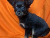 Ilgaplaukius toy terrier - nuotraukos Nr. 4