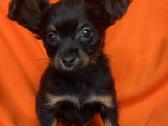Ilgaplaukius toy terrier - nuotraukos Nr. 5