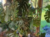 Monstera - nuotraukos Nr. 2