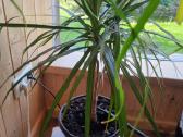 Dracena - nuotraukos Nr. 2