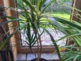 Dracena - nuotraukos Nr. 3