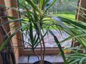 Dracena - nuotraukos Nr. 4