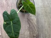 Alocasia frydek - nuotraukos Nr. 2