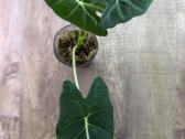 Alocasia frydek - nuotraukos Nr. 3