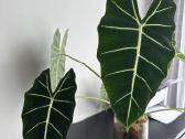 Alocasia frydek - nuotraukos Nr. 4