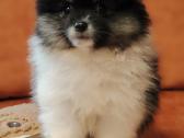 Pomeranijos Špicai! - nuotraukos Nr. 2