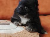 Pomeranijos Špicai! - nuotraukos Nr. 5