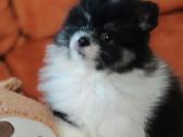 Pomeranijos Špicai! - nuotraukos Nr. 6