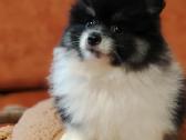 Pomeranijos Špicai! - nuotraukos Nr. 7